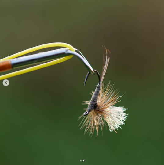 FarmsWhiting's tweet photo. May fish one today myself, tied by @kurefluer
Adams variant size 16. The fly is tied on @ahrexhooks FW503 Dry Fly Light Barbless 🇩🇰
•
•
•
#dryfly #dryflies #fw501 #barblessflies #ahrexfreshwater #fishingwithaconscience #dryflyonly #torrfluga #dryflyfishing #flyfishing https://t.co/s2RoaR8u51
