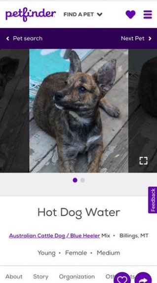 petfindernames tweet picture