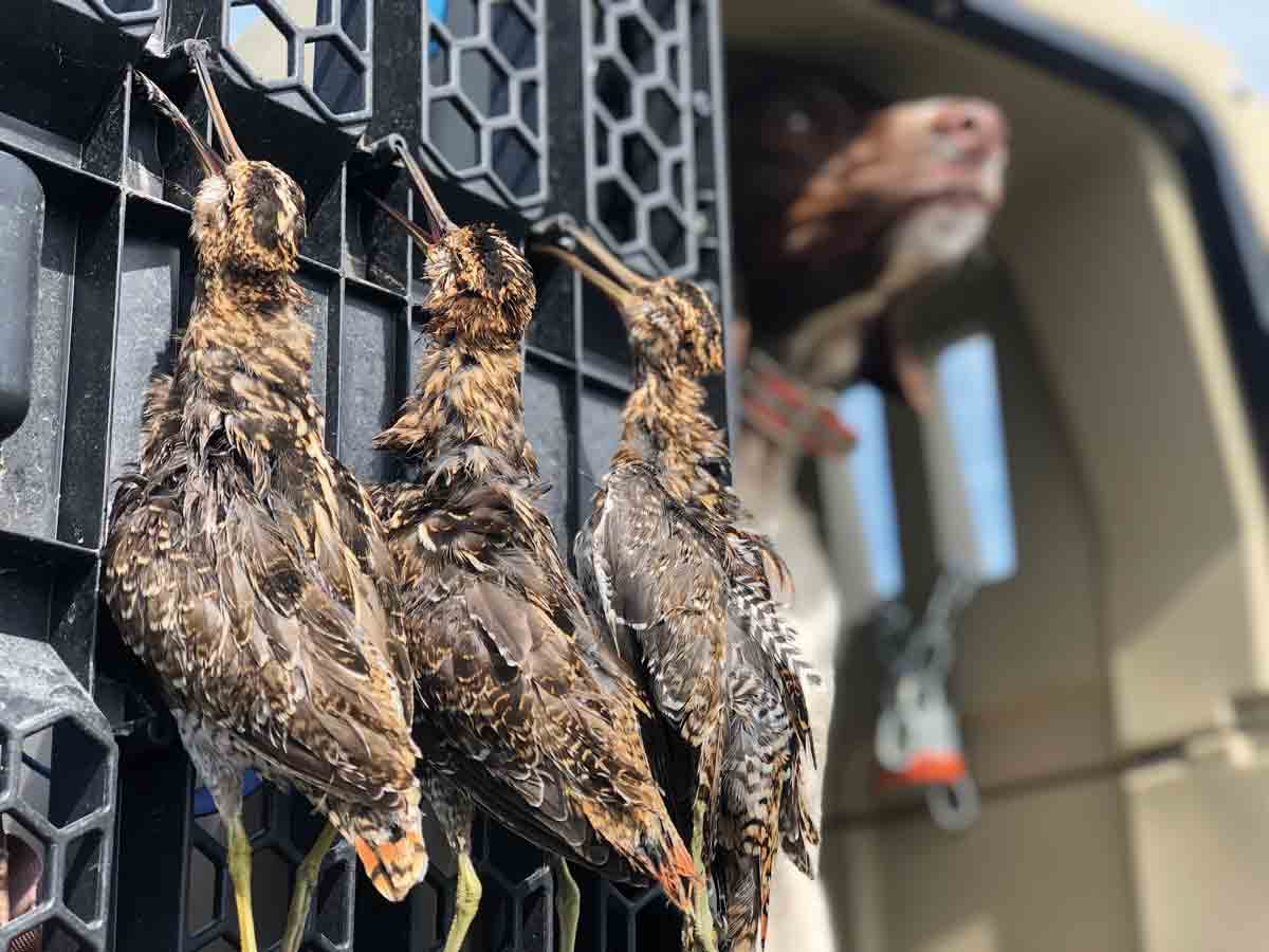 Strungmag's tweet photo. A Hat Trick of Snipe.
I am a snipe hunter.
https://t.co/75vXfzHDuk
:
#snipehunting #uplandbirdhunting #huntingdogs #birddogs #grousehunting #pheasanthunting #woodcock #snipe #strungmag #tiedtonature https://t.co/bR8fCE7zNo