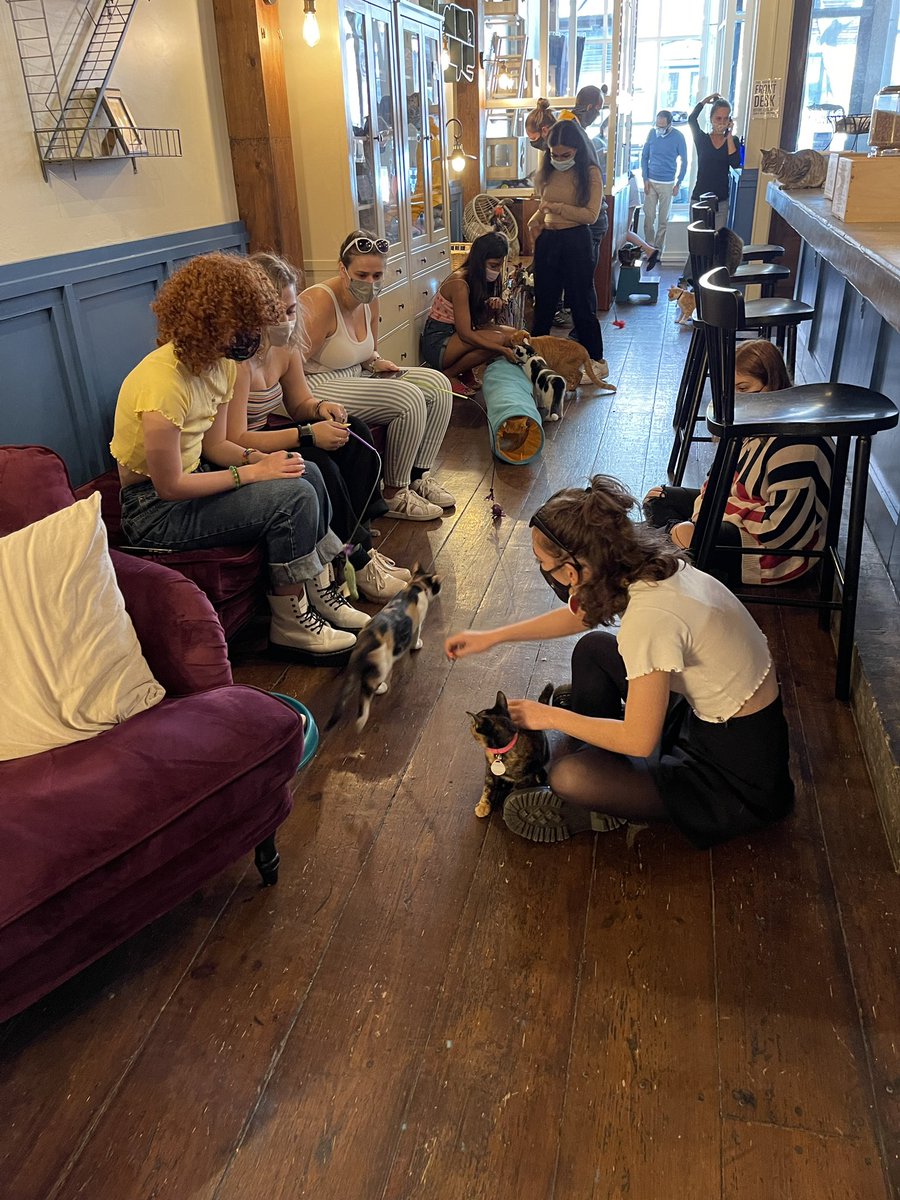 KathryneConnell's tweet photo. Cats &amp; friends :) how can it get any better than this?! So grateful https://t.co/smgByruKrd