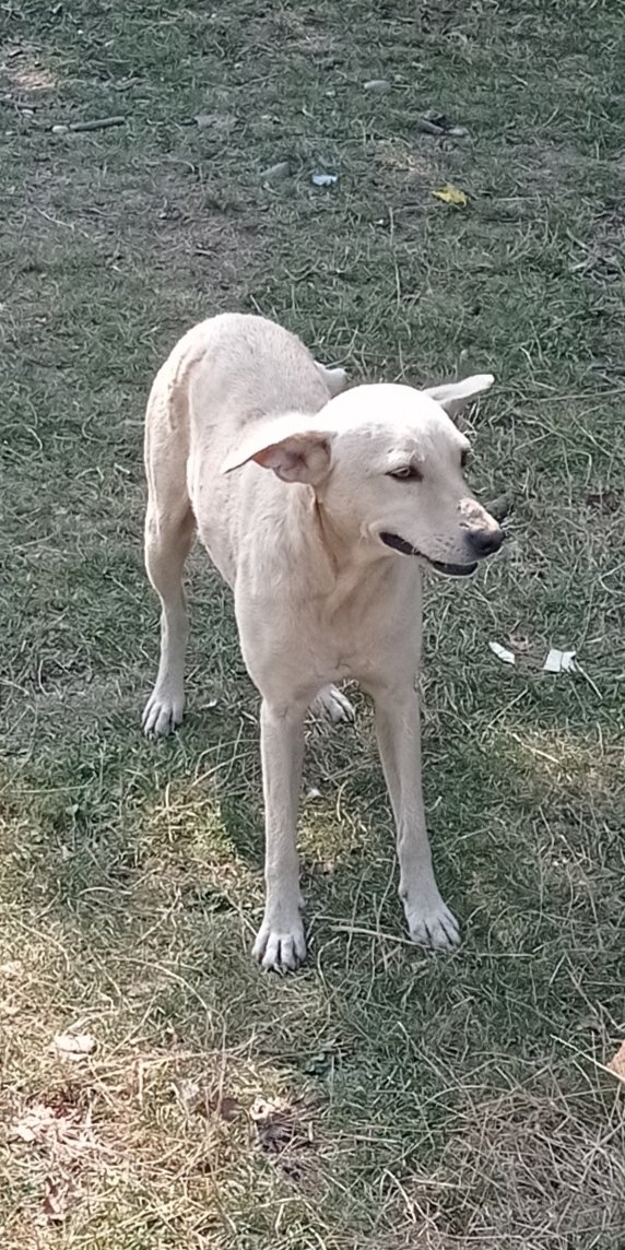beeout11's tweet photo. Dobar kerić, nije #weakdog. https://t.co/z8D4fefKk2