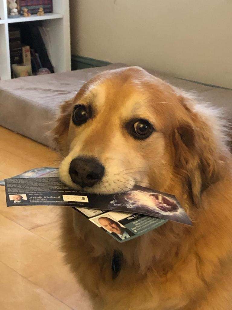 🏈This good boy got his Kulnich Home Team football schedule magnet, did you? Let me know if you would like one and I'll get it right out to you. Don't worry, we know not everyone is a Ravens fan so the schedule includes Washington Football Team and Terps as well.🏈