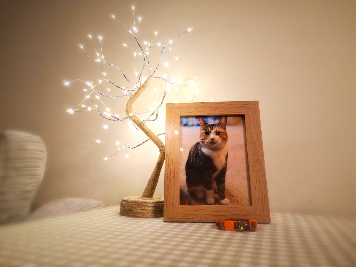 whispersmummy's tweet photo. Throw is clean, photo is framed, and collar is in pride of place in front.
RIP Dana Elephant-Foot Matthews: CIA operative, puzzer cat extraordinaire. We shall miss your fluffy bloomers.
#catsofinstagram #catmummies #RTC https://t.co/huVAWOH3Yu