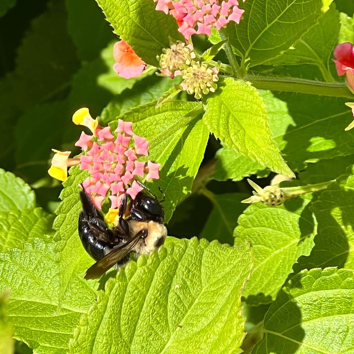 KyanYeen's tweet photo. See life’s true colors… and true wonders.
#iPhone13Pro #iPhone13ProMax #flowers #bee #bumblebee #nature #inspiration #trucolors #love https://t.co/iPVvuBEfsr