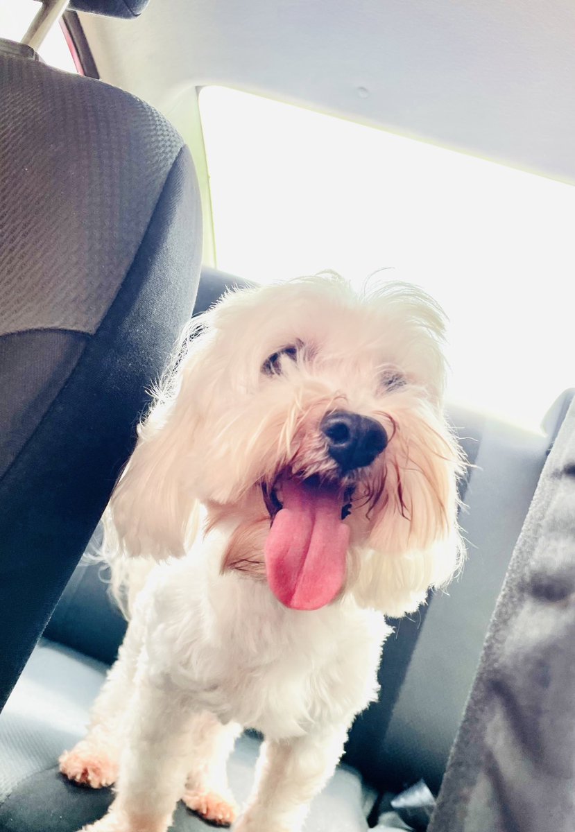 mbueso13's tweet image. Lunes de nunca olvidar: que nanomortz me hizo llevarlo al veterinario (se miraba enfermo) y todo era por berrinches depresivos porque lo deje sin salir 3 días seguidos 🙃 Dr: “meli no vaya a regañarlo el esta bien” #aplicada #encierrocaro