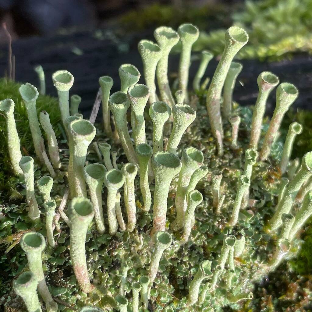 kterhaar's tweet photo. Pixie cup lichens #pixiecups #lichens #lichensofinstagram #lescheneauxislands #lescheneaux https://t.co/Fpr4eaTGTW https://t.co/FrsHEpVJEK