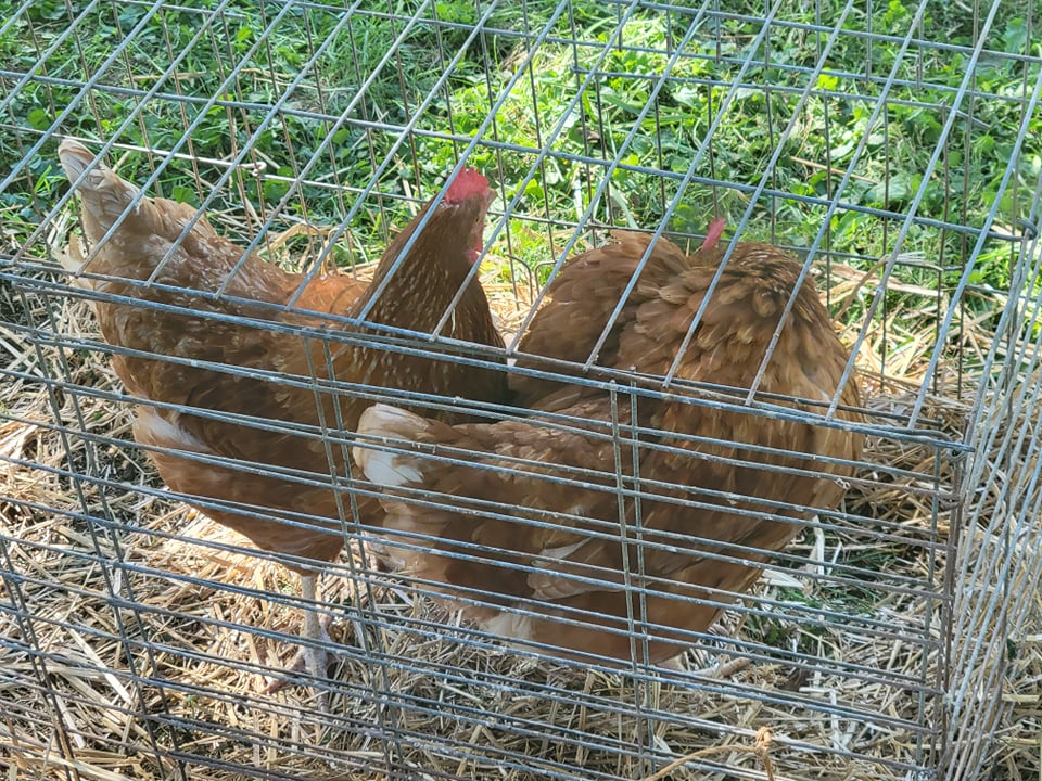 CoopZine's tweet photo. Great News:
1) There were CHICKENS at the local fair!
2) Next edition of COOP zine is almost ready for release!
3) You can still submit to COOP here: https://t.co/SlSTvjyY9X

Watch for more chicken-related news this week!
#zinerelease #artistsoftwitter #writersoftwitter #chickens https://t.co/02Ze6CQYC0