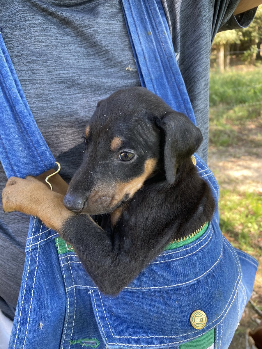 Writing_Abigail's tweet photo. She fits in my husbandβs overalls. #spoliedpuppy https://t.co/FoLXezBMIv