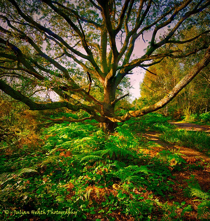 JulianHeathPhot's tweet photo. I don't normally like the main subject plonked in the middle but this time it was necessary! #HeaadleyHeathNT #FocusStacked  #CAOSArt21 @Carshalton_art @CarshaltonArt @SurreyLife #fsprintmonday #wexmondays @nationaltrust #visitsurrey @BBCCountryfile https://t.co/7iaQ6T4wxP