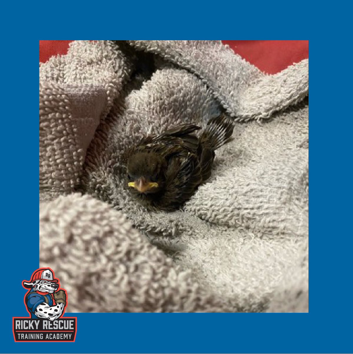 ricky_rescue's tweet photo. It’s not just cats that need rescuing. This injured little guy seemed pretty relieved to be in good hands.
After making him comfortable, he was delivered to the @CROWClinic for a little R&R.
#firefighters #firefightertraining #firefighterowned #firecerts #crowswfl https://t.co/qHypIIcamE