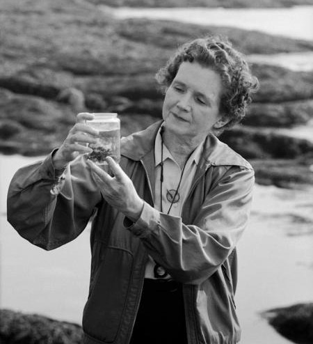 amightygirl's tweet photo. Rachel Carson's landmark book "Silent Spring" - which helped to launch the modern environmental movement - was first published #OnThisDay in 1962. https://t.co/AiCSh7TEaQ https://t.co/U7vQa6cdRY
