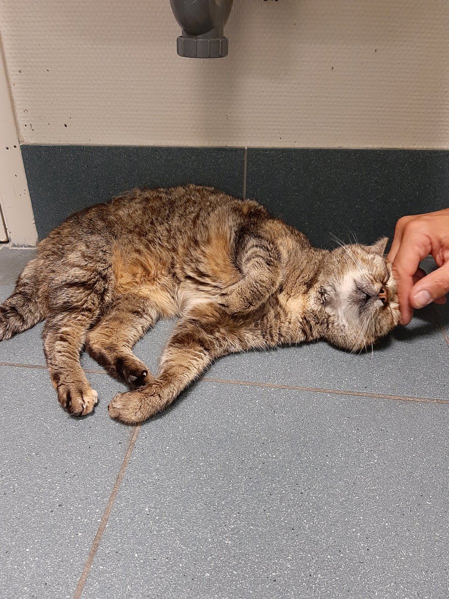 toastmaster916's tweet photo. Its my birthday today! Woooh me is 16 now :D unfortunatly my cat was not doing well and this was her last day with me. May you rest in peace
:( you will be loved forever 💕

(Here a pic before she passed) https://t.co/384RsqcJJM