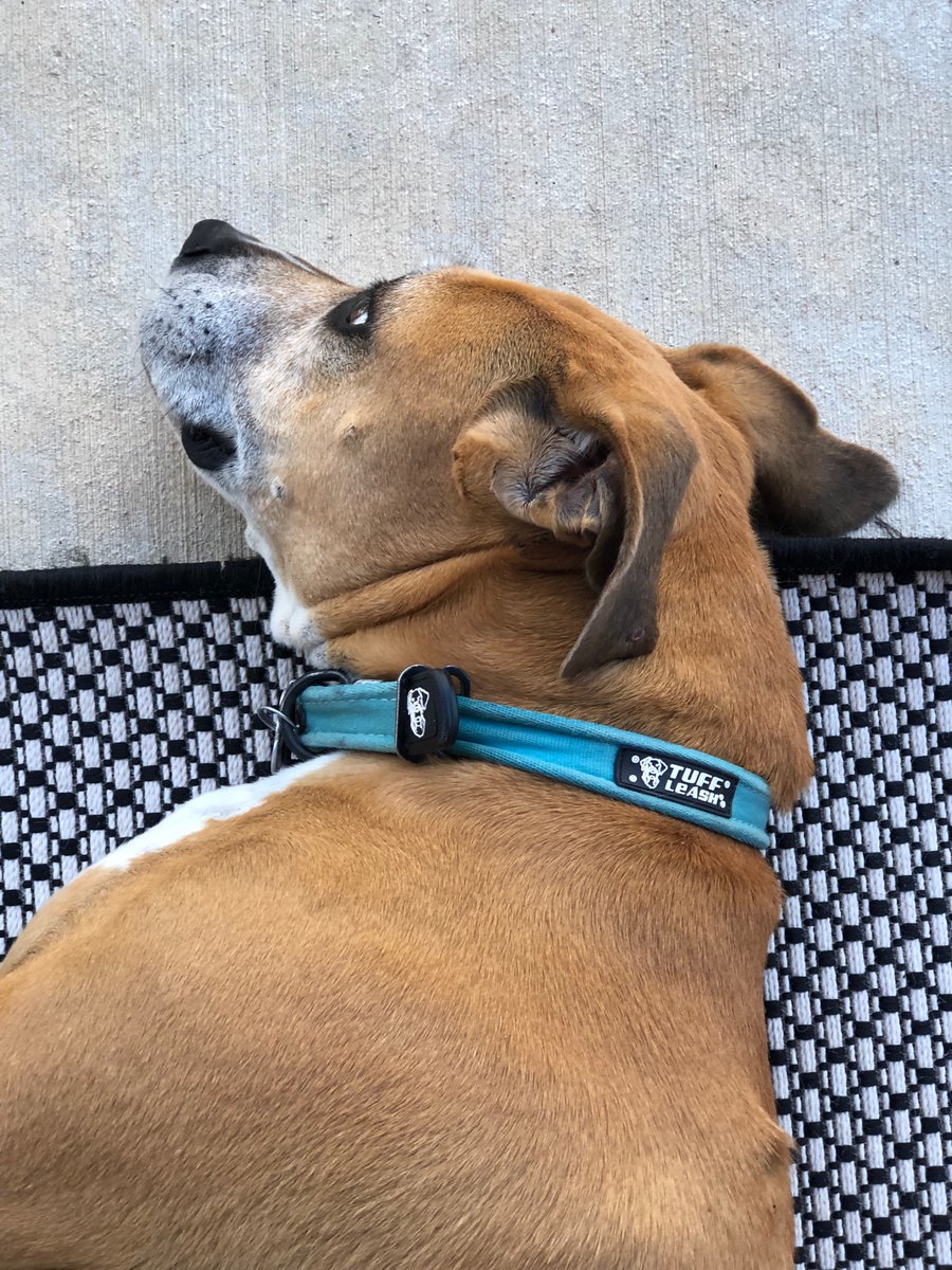 TuffLeash's tweet photo. Our chew proof dog collars are new and improved!

Built to last. Lifetime guarantee. 

Made in Texas.  https://t.co/pMaZhvWYIm https://t.co/FIFF3AB7DZ