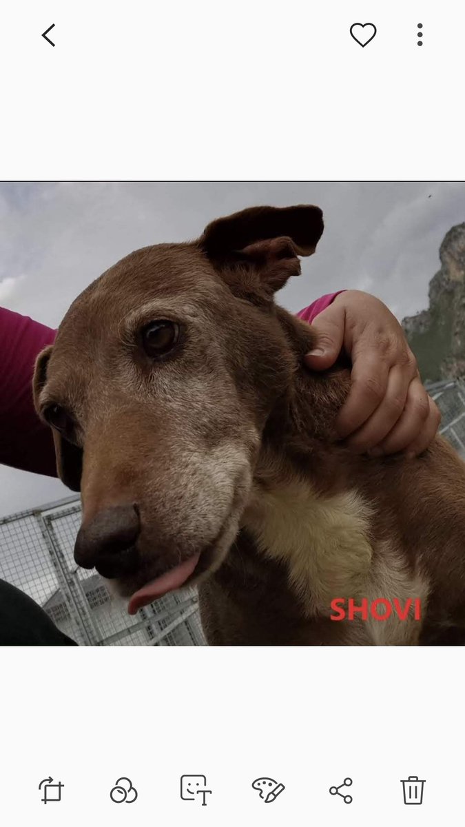 Shovi non è trasparente , è solo tanto affettuoso e poco fortunato Ma spera ancora di essere amato