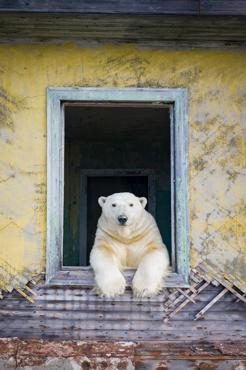 siberian_times's tweet photo. Polar bear at Island Kolyuchin in the Chukchi Sea, short distance from the northern shore of Chukotka. Picture by wildfire and underwater photographer Dmitry Kokh, more on Dmitry's page https://t.co/OqLEhhxAvy https://t.co/Y0LDBWuluX