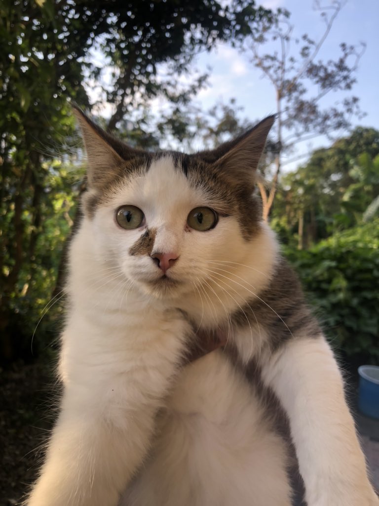 Ashvina_Gangoo's tweet photo. My dad adopted 3 cats. They only eat Mine appollo zon. #mineapollo #cats #CatsOfTwitter https://t.co/1BY4JHJfaV