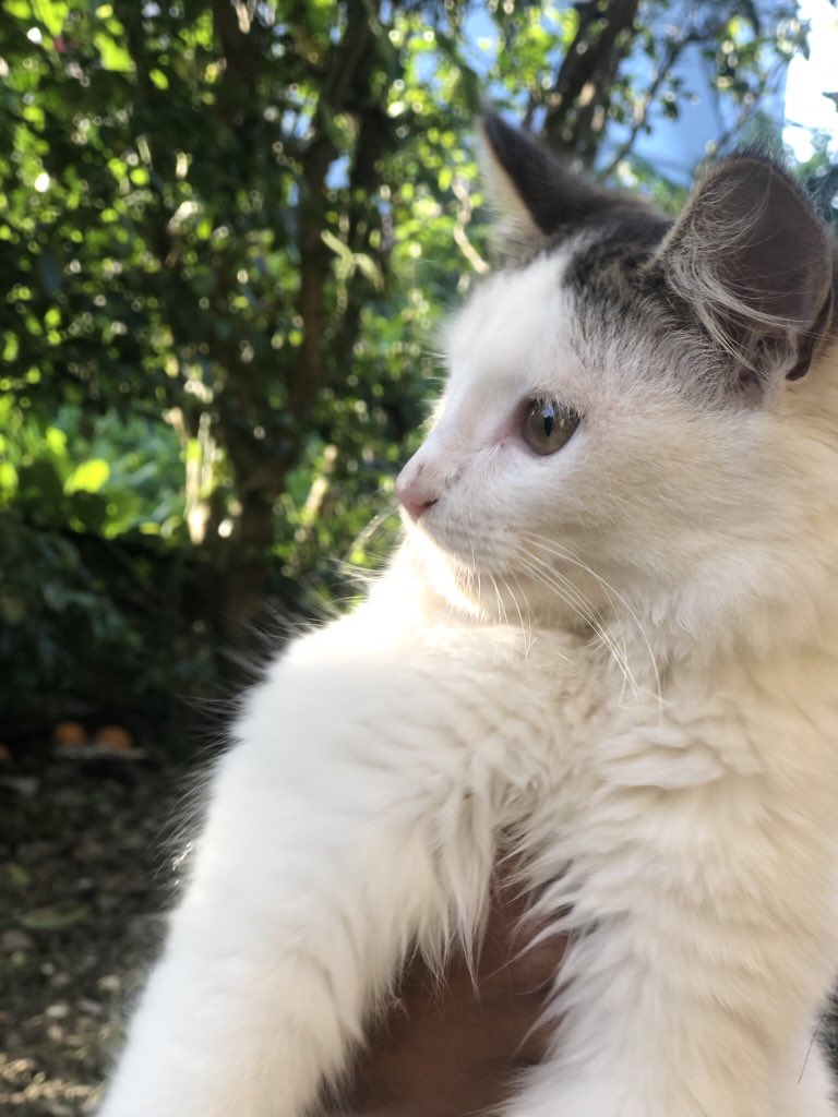 Ashvina_Gangoo's tweet photo. My dad adopted 3 cats. They only eat Mine appollo zon. #mineapollo #cats #CatsOfTwitter https://t.co/1BY4JHJfaV
