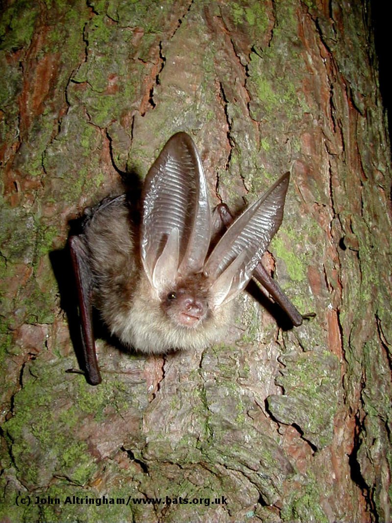 Bat Conservation Trust tweet media