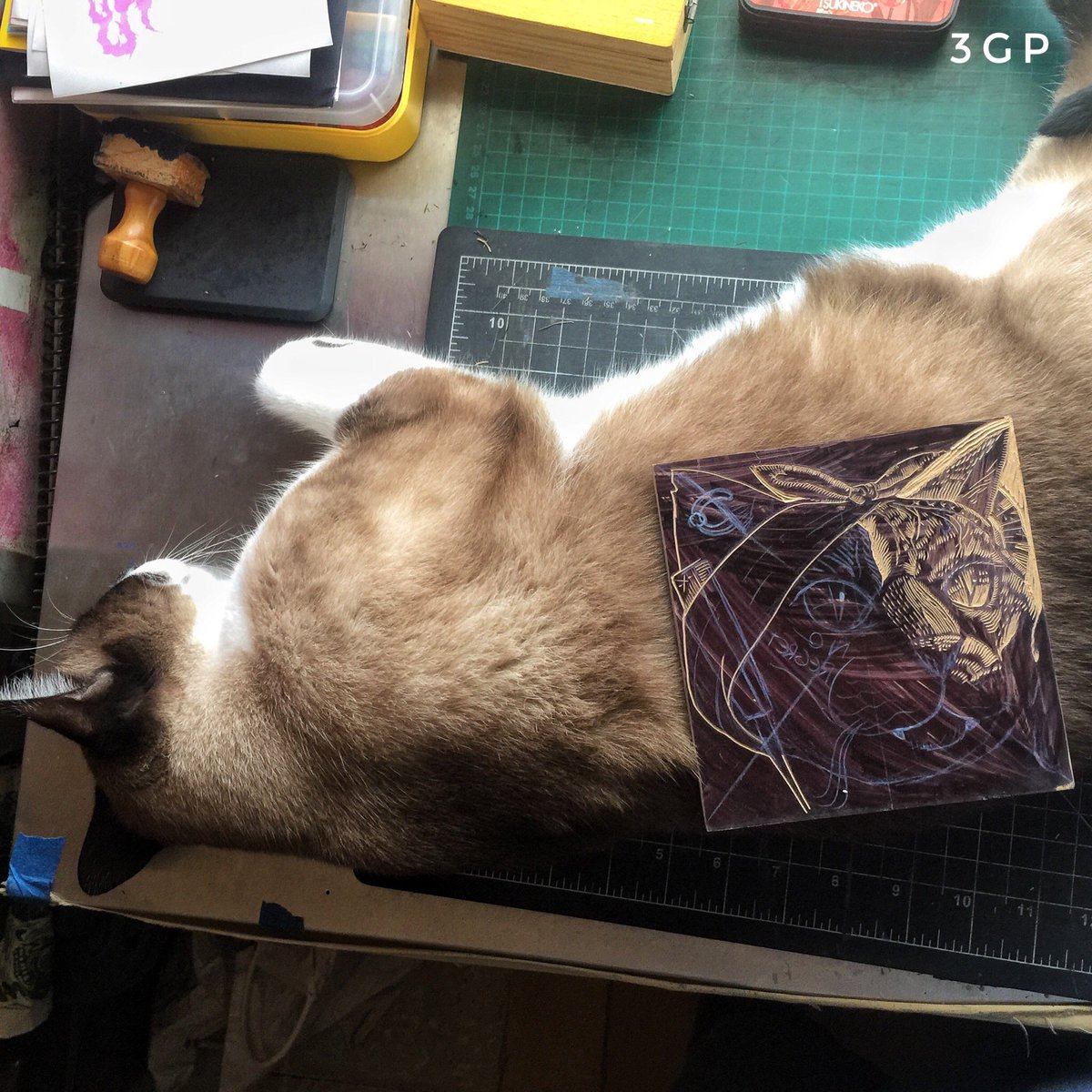 3GatosPress's tweet photo. When you need to carve and your cat help you as a pad. #3gatospress https://t.co/HjgpcTaX3N