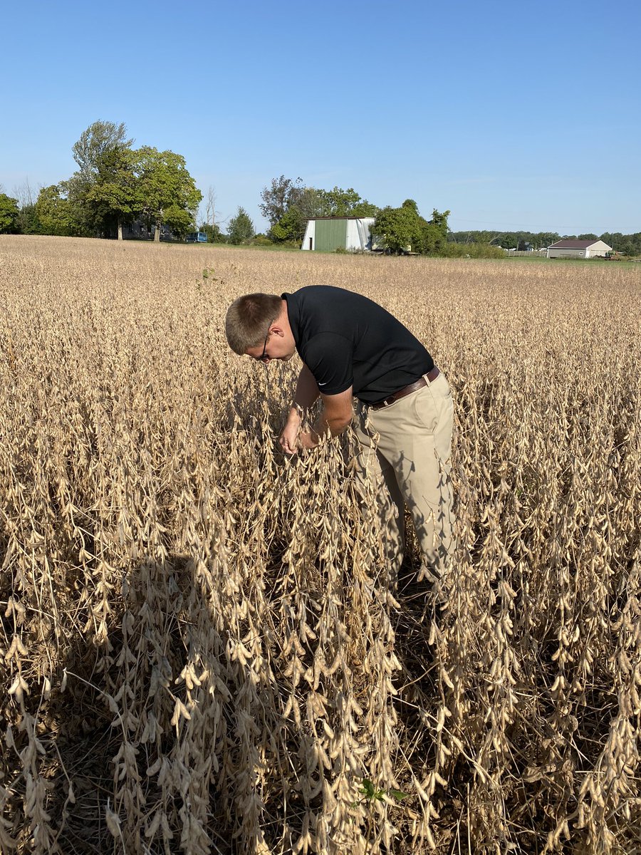 ba_genetics's tweet photo. Ryan our BA EdgeUp Advisor in North Central Ohio checking on some BA29EN1 Enlist soybeans.  Expecting some good yields when they are harvested later this week.  #edgeupresults #edgeupsystem #soybeans #agriculture #bagenetics #harvest21 #Harvest2021 #highyieldsoybeans https://t.co/GMMMlxDVU2