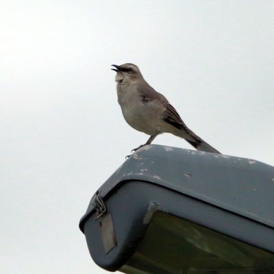 oiseaux_net's tweet photo. #Moqueur des savanes (Mimus gilvus)
https://t.co/iU2Jm7h37Y https://t.co/LGFMGF6OpY