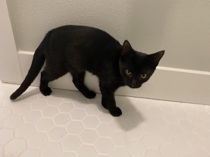 Naming this precious feral kitten Eren Jaeger is by far the funniest and best decision I have ever made