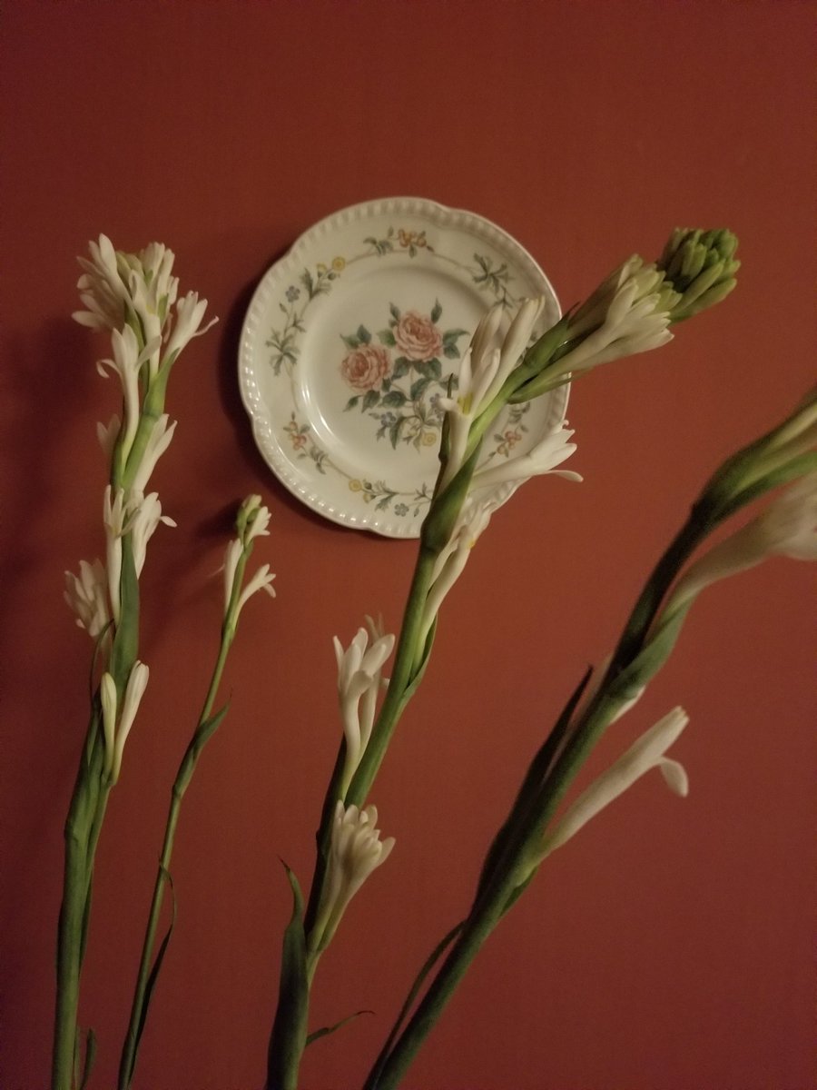 AraiaJoy's tweet photo. Time of the year ....
I want to have these in tons,every day throughout the season.
#love
#tuberoses
#flower https://t.co/rh8Rty0hKm