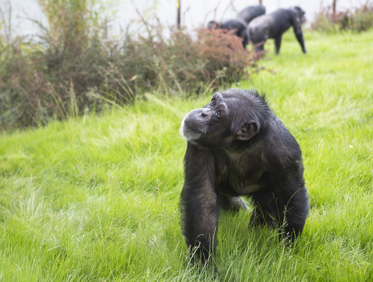 TwycrossZoo's tweet photo. #WorldTourismDay do you know why your visit matters SO much? As a registered charity, we rely on our visitors... Your ticket goes directly into caring for our animals, as well as funding worldwide conservation projects which help to preserve and protect endangered species?🐾 https://t.co/KZ0xkCaRg8