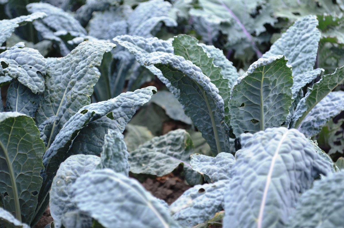 grows_hope's tweet photo. As the days get shorter and the weather colder, #soups and #stews serve to warm and comfort. Many of the #vegetables grown in the #garden make great additions to nutritious soups, including #tomatoes, #peppers, #kale and #corn. @USDANutrition @CFAES_OSU https://t.co/rLBRsi6aBr