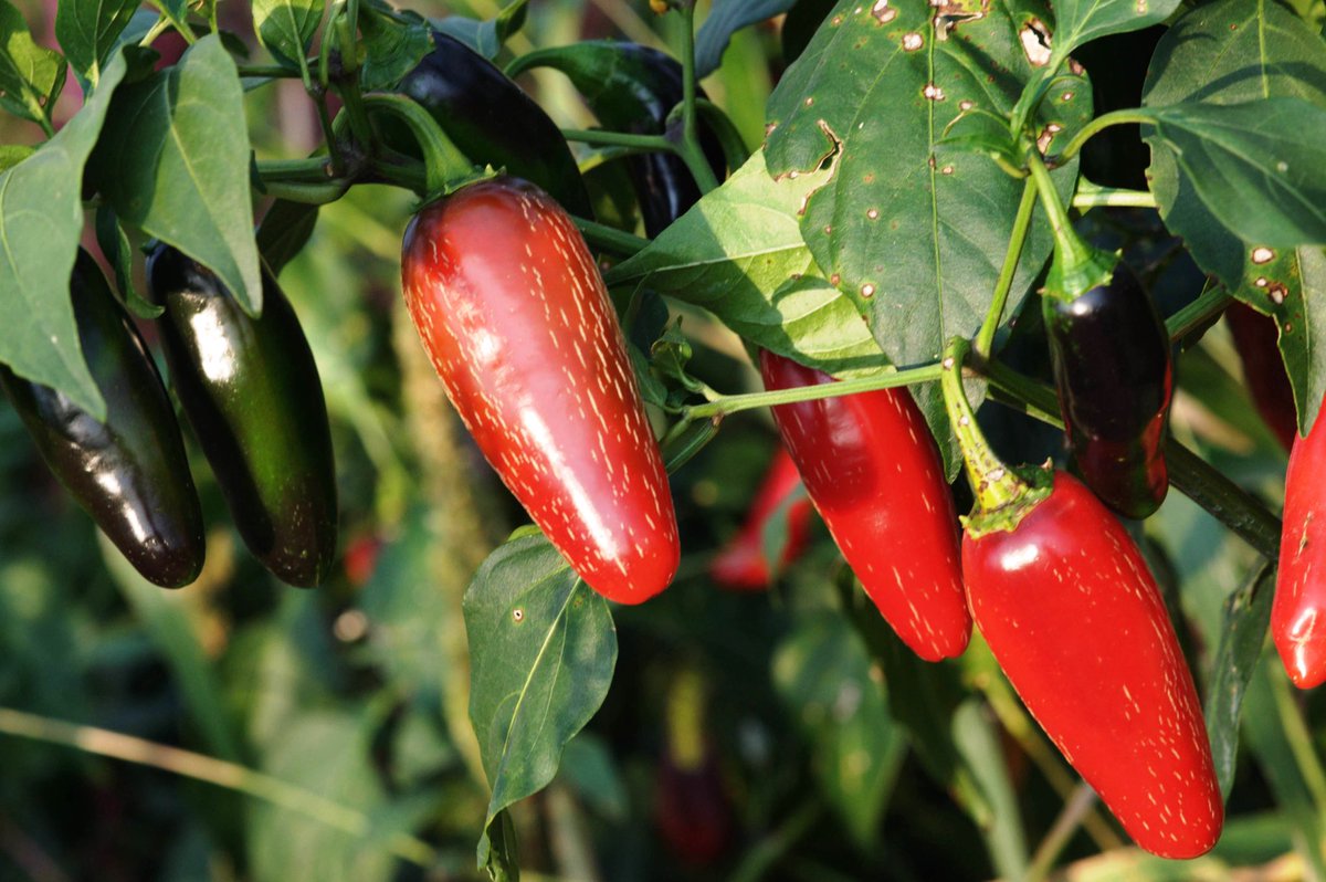 grows_hope's tweet photo. As the days get shorter and the weather colder, #soups and #stews serve to warm and comfort. Many of the #vegetables grown in the #garden make great additions to nutritious soups, including #tomatoes, #peppers, #kale and #corn. @USDANutrition @CFAES_OSU https://t.co/rLBRsi6aBr
