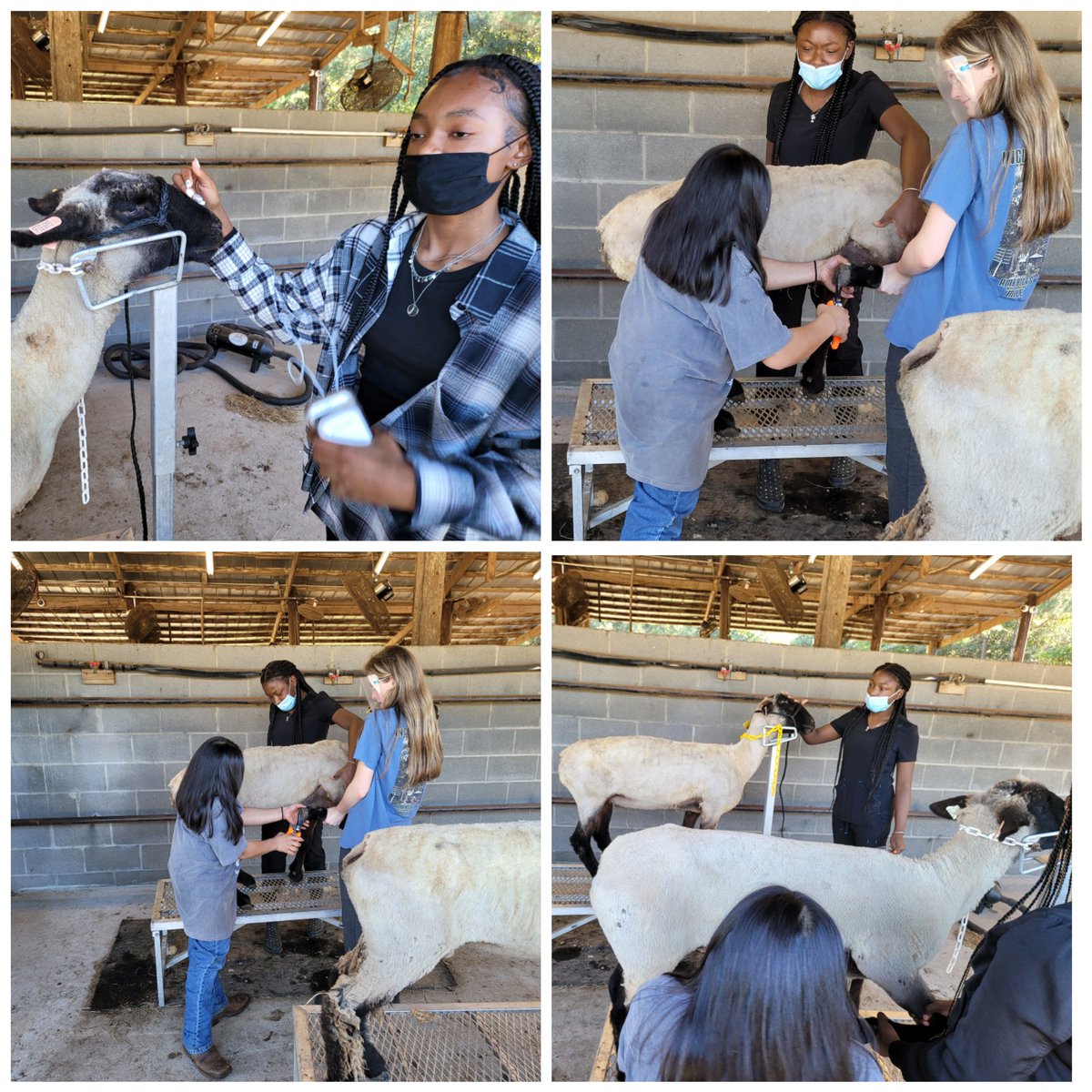 darrelladaniel's tweet image. I witnessed sheep getting a pedicure today by students, (I LOVE MY JOB). Thank you Dr. Gunter for this truly wonderful experience. I learned a lot today about the importance of trimming the hooves of animals. We appreciate you!
@ncca_ffa, @ncca_animalsci, @NCCA_Covington