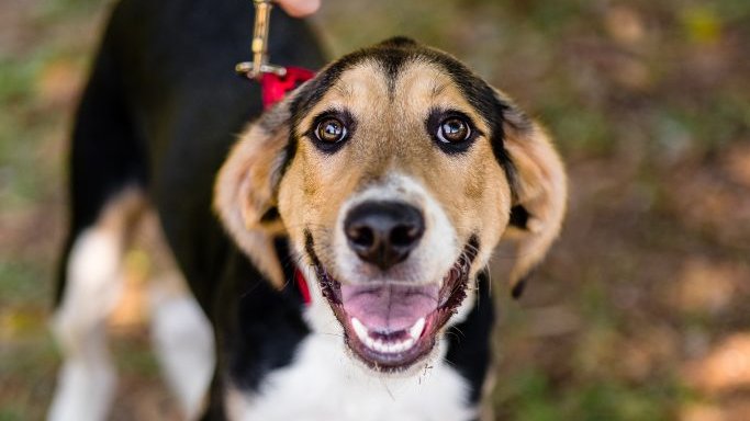 APSofDurham's tweet photo. ππΆJameson wants to lend his smile to you this Monday! Find out more about him at: https://t.co/FWRcTgq2LU #DurhamAdopts #DurhamDogs #APS https://t.co/2gbQHspzHh