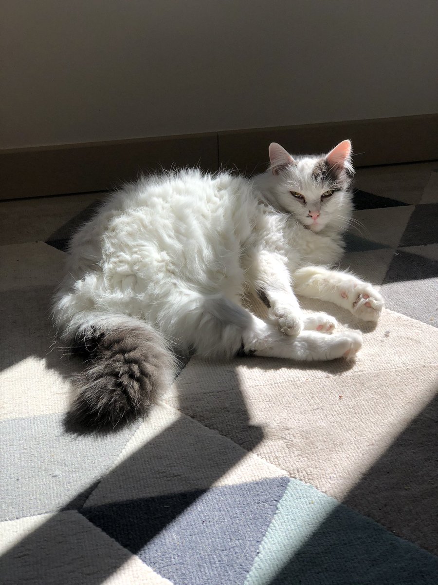 celia2224's tweet photo. ⚠️ Alerte ⚠️
je cherche mon chat Flocon, qui a disparu dans les alentours du Neudorf à Strasbourg samedi soir (près du lycée Jean-Monnet).
Si quelqu’un a vu ou entendu quelque chose venez en dm svp!
Aidez moi à retrouver mon chat..
Rt apprécié :)) https://t.co/pDxn1g6soN