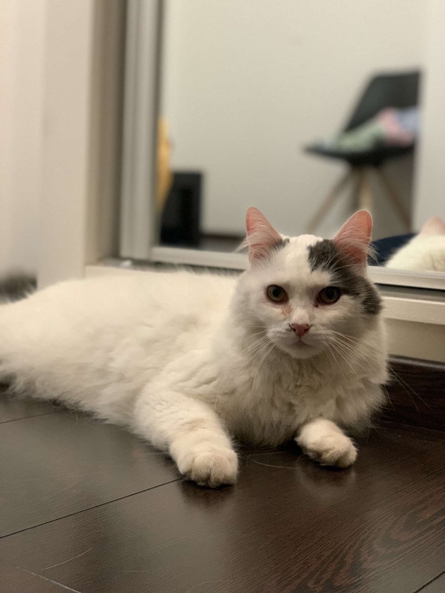 ⚠️ Alerte ⚠️
je cherche mon chat Flocon, qui a disparu dans les alentours du Neudorf à Strasbourg samedi soir (près du lycée Jean-Monnet).
Si quelqu’un a vu ou entendu quelque chose venez en dm svp!
Aidez moi à retrouver mon chat..
Rt apprécié :))