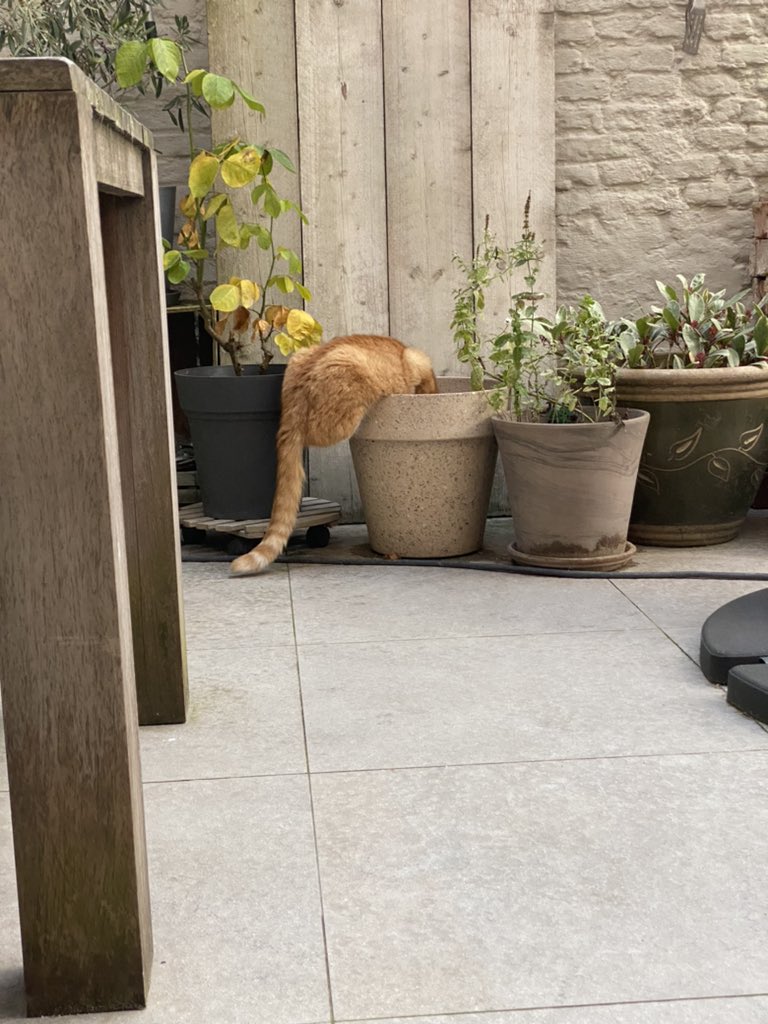 My cat be drinking water parkour style