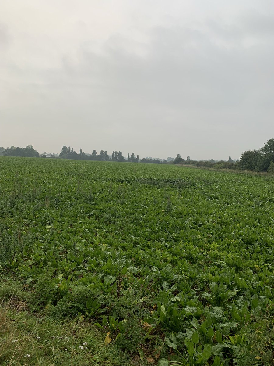 Wk34,not much to report. Rain and a few bright sunny days have lifted sugars(I hope) and the canopy is staying green,unlike last year when Cercospora took most of the crops leaves. Mine are due to be lifted in February so let’s hope the lorry/fuel situation is resolved by then.