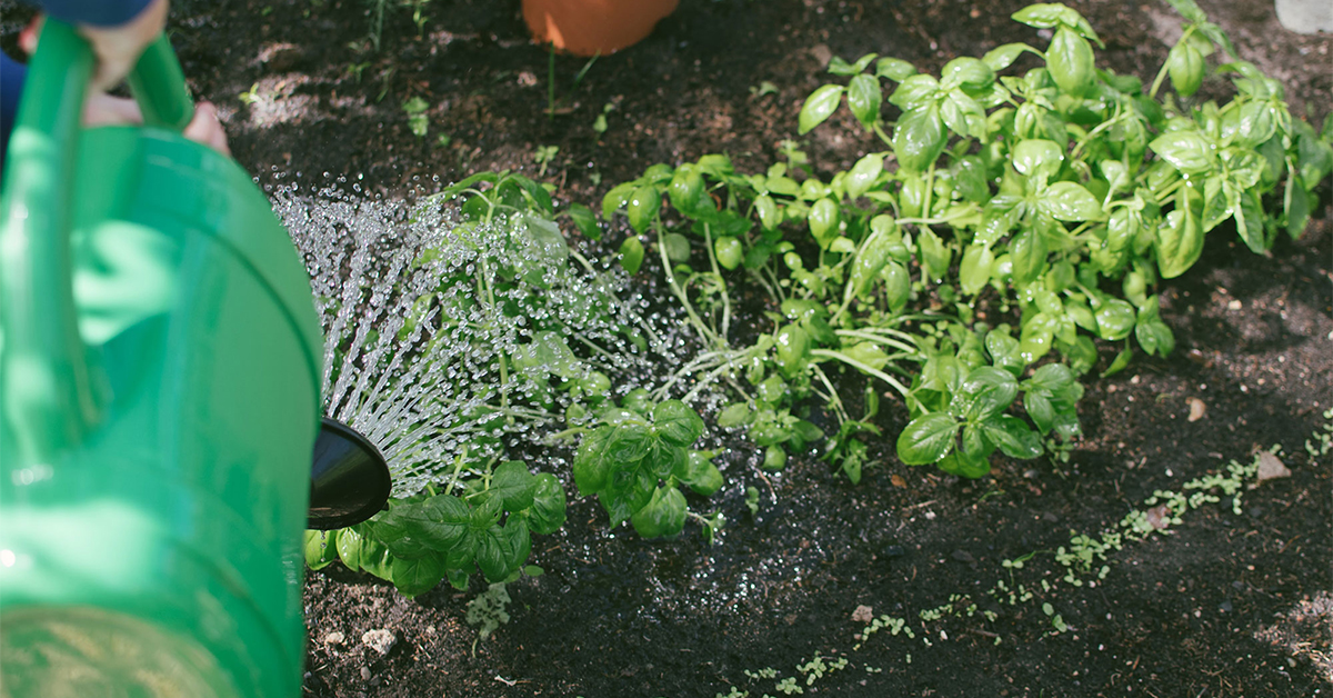 It's not too late! Register for tomorrow's “Gardening for Climate Change with Native Species Planting” Webinar to learn about the benefits of planting native species to build resiliency within our urban landscapes. 🌺 centenni.al/3tZHH1J