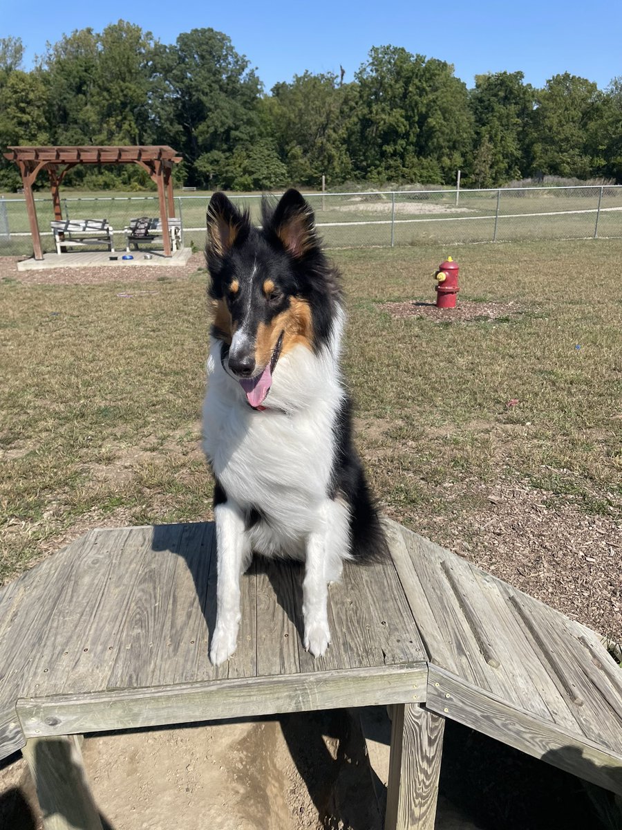 kobe_harter's tweet photo. Got the whole puppy park to ourselves today 😎🐶 https://t.co/HMVP2x2UnQ