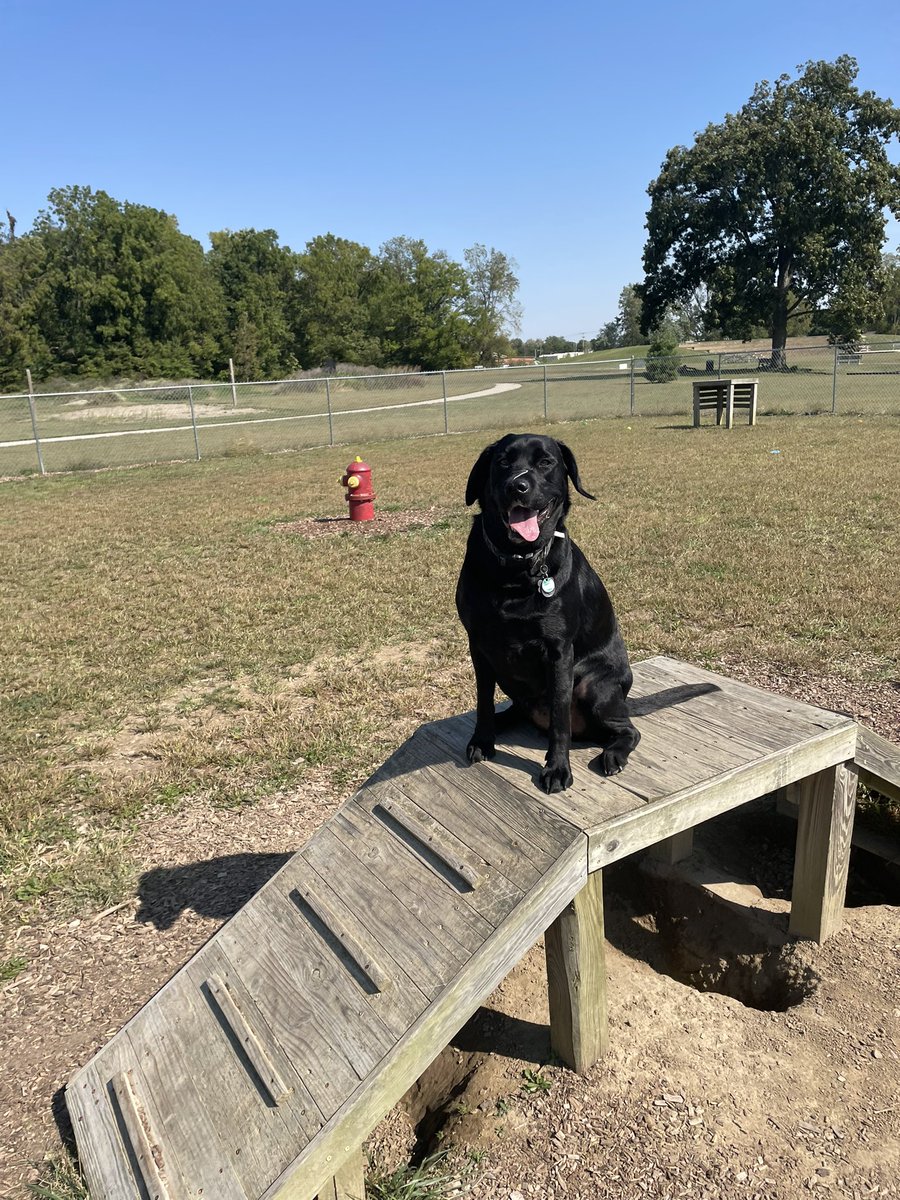 kobe_harter's tweet photo. Got the whole puppy park to ourselves today 😎🐶 https://t.co/HMVP2x2UnQ