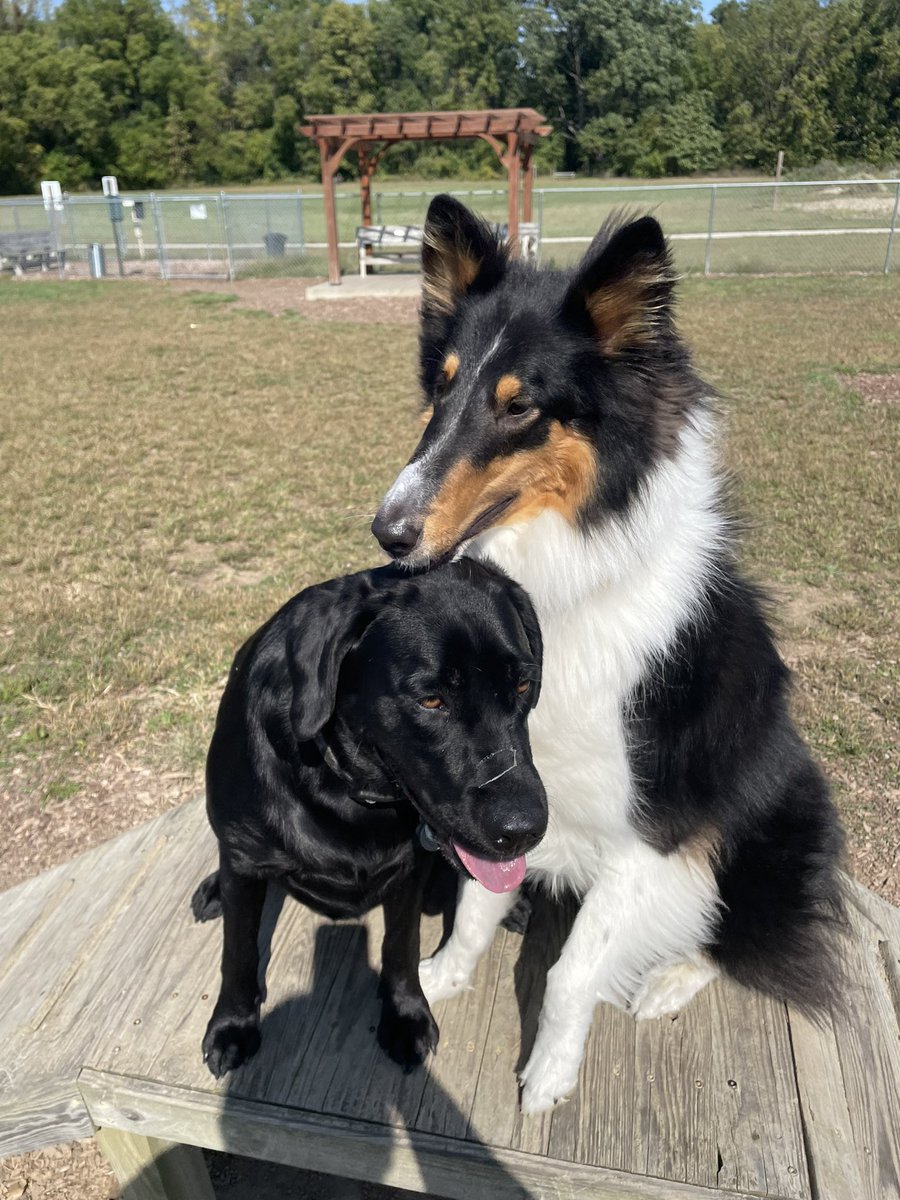 kobe_harter's tweet photo. Got the whole puppy park to ourselves today 😎🐶 https://t.co/HMVP2x2UnQ