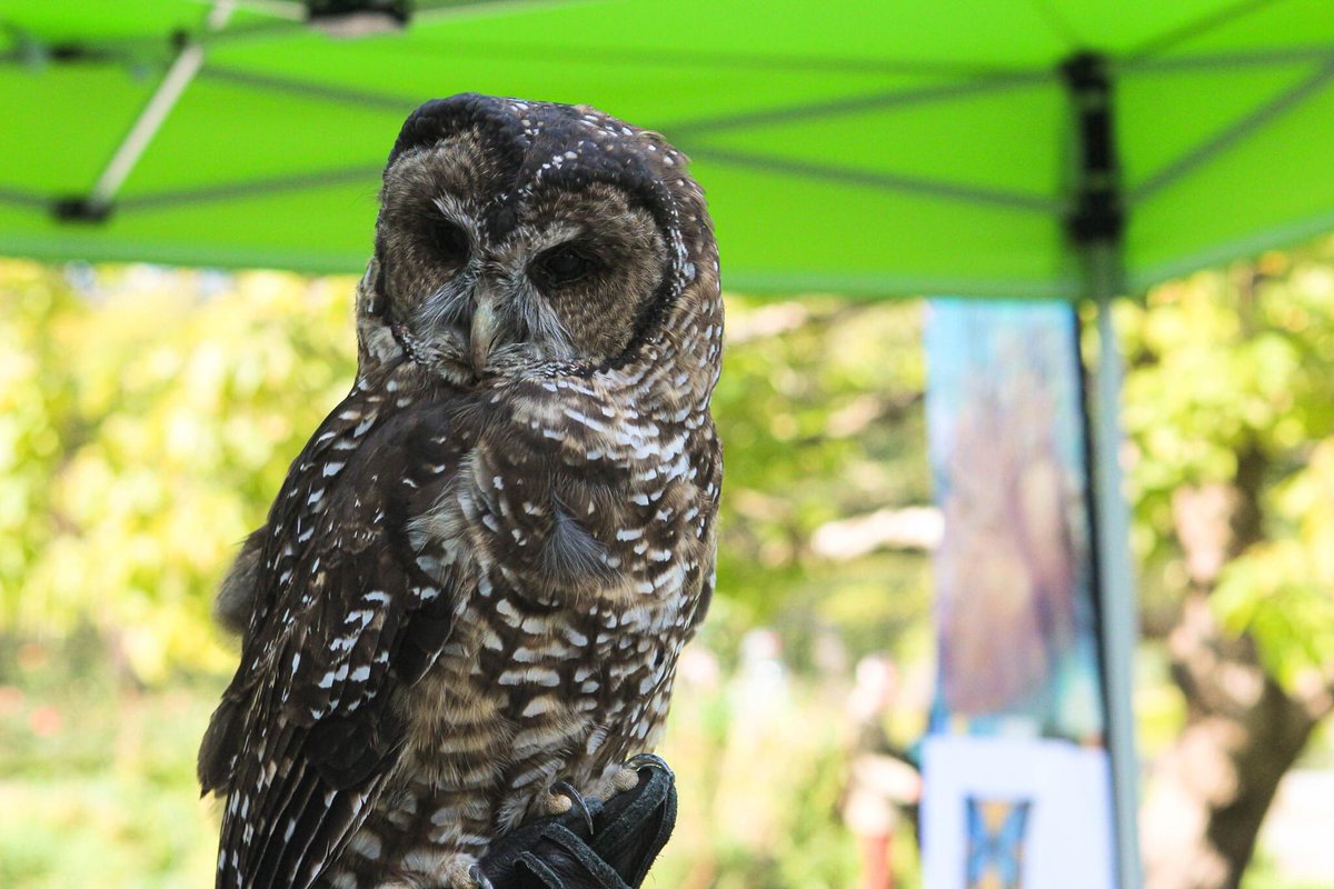 Thank you to everyone that joined us  at #AFCFestival2021 &amp; online! We are so proud &amp; grateful for our dedicated volunteer team, artists, musicians, feathery partners, sponsors, &amp; host! Hoot hoot for helping make this year possible. Artistsforconservation.org <a href="/VanDusenGdn/">VanDusen Garden</a>