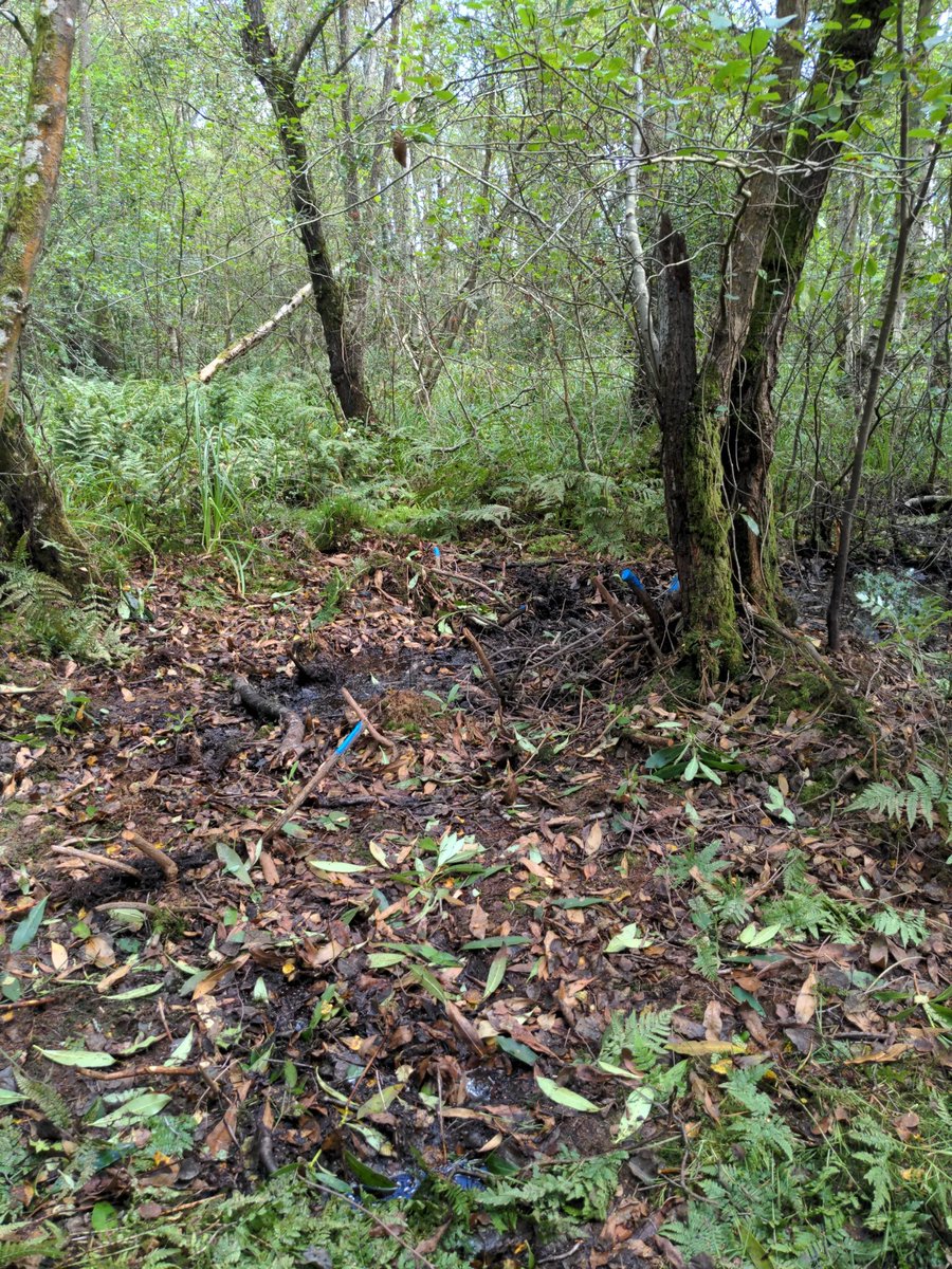 LucasParham94's tweet photo. Clearing pockets of rhododendron at Thundry meadows from the woodland sections as it's an invasive species we don't want colonising our native environments 👊 'treatment' will be applied to kill/weaken the rhyzomes ☠️ https://t.co/zr7xbXnJmi