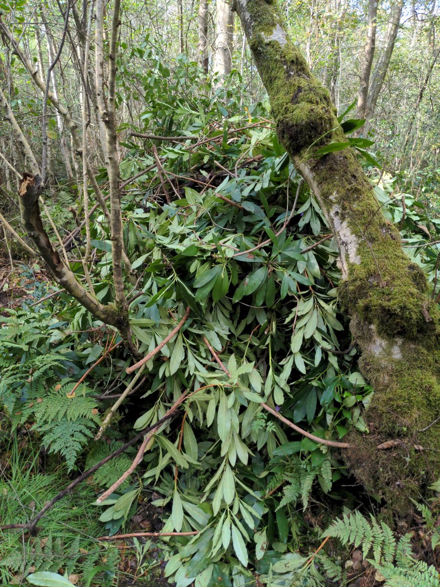 LucasParham94's tweet photo. Clearing pockets of rhododendron at Thundry meadows from the woodland sections as it's an invasive species we don't want colonising our native environments 👊 'treatment' will be applied to kill/weaken the rhyzomes ☠️ https://t.co/zr7xbXnJmi