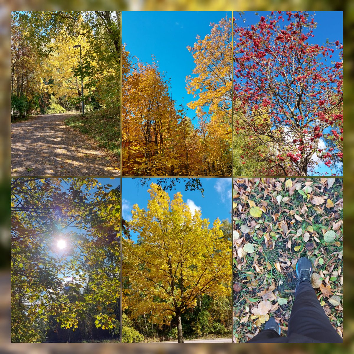 Stepping today again for  <a href="/bloodcancer_uk/">Blood Cancer UK</a> in the beautiful autumn weather💚💙💛❤ #BloodCancerAwarenessMonth
#MunroStepChallenge
<a href="/PeakersF/">PeakersFinland</a> 
<a href="/MyPeakChallenge/">My Peak Challenge</a>