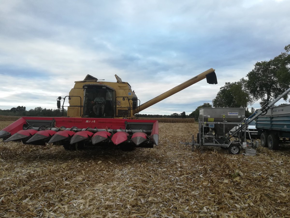 Récolte de l'essai Perform'Maïs Aquitaine en cours. #densitedesemis #ecartementdesemis #Agrosolutions #CAC68