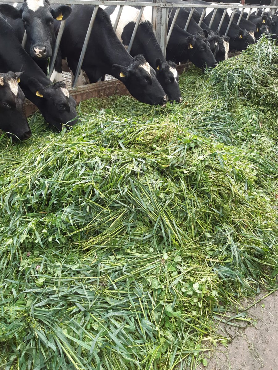 Darragh Scott tweet media