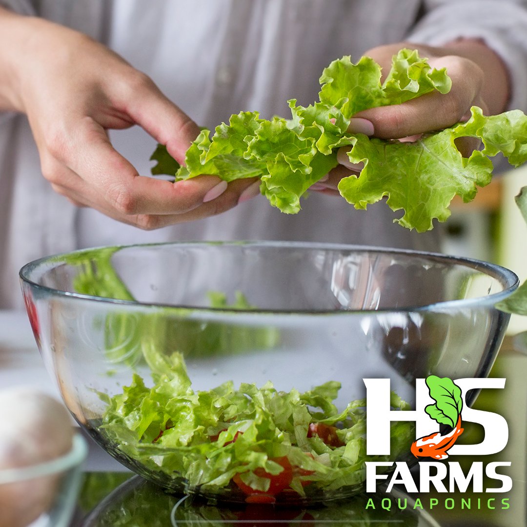 hsfarmsinc's tweet photo. Want a simple, healthy meal? Use our USDA Certified Organic lettuce and greens to make a delicious salad! Toss together your favorite produce and salad dressing and enjoy! #aquaponic #homedelivery #delivery #shoplocal #aquaponics #produce #plants #allnatural #certifiedorganic https://t.co/ISzAiJXnls