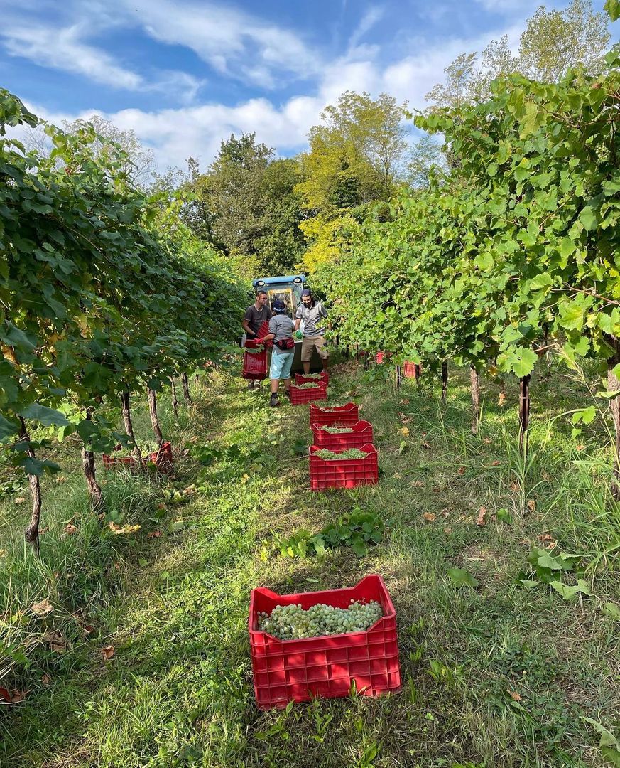 The grape harvest is underway in Italy's Prosecco region. Time to get excited for a new year of Prosecco filling your glass very soon. 📸: <a href="/borgoluce/">Borgoluce</a>
#proseccolover #winetour #winetourism #italytravel #italylove #italytrip #italytour #wineharvest #grapeharvest #visitproseccoitaly