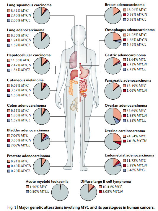 jsoriamd's tweet photo. The MYC oncogene :  the grand orchestrator of cancer growth &amp; immune evasion and a long lasting rebellious target
https://t.co/wDHlWhTcNj https://t.co/vnjRH2wUZu