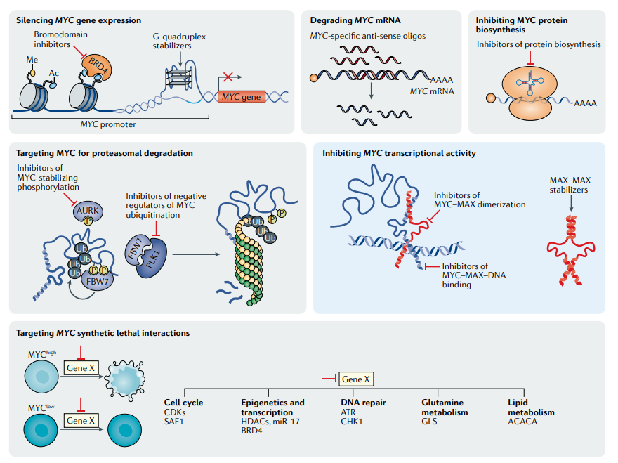 jsoriamd's tweet photo. The MYC oncogene :  the grand orchestrator of cancer growth &amp; immune evasion and a long lasting rebellious target
https://t.co/wDHlWhTcNj https://t.co/vnjRH2wUZu